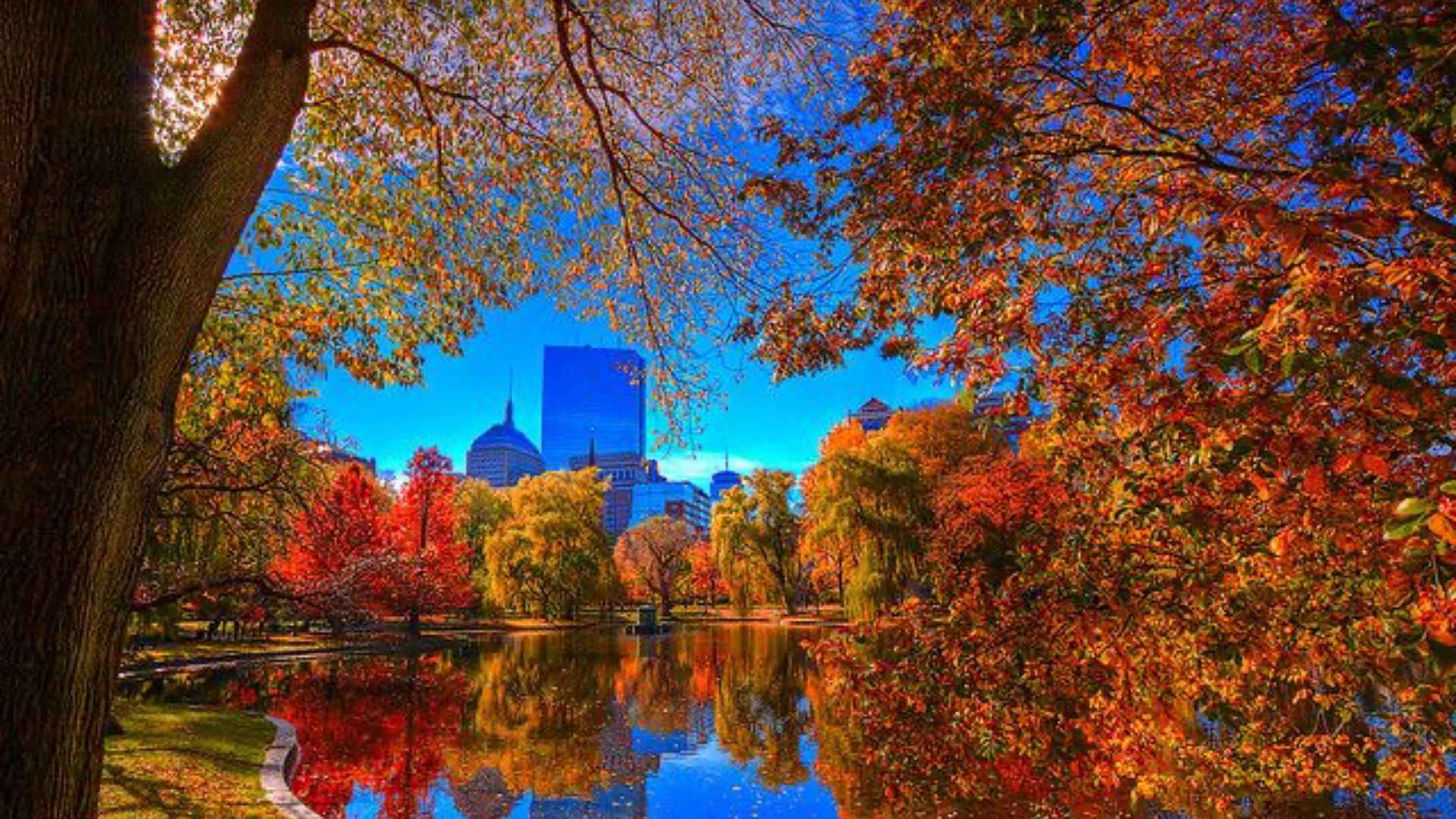 Rowing shells and oars on the Charles with fall foliage in the background during HOCR.